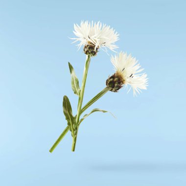 Taze çiçek açan güzel beyaz çiçekler mavi arka planda izole bir şekilde havaya düşüyor. Sıfır yerçekimi veya yükselme ilkbahar çiçekleri konsepti, yüksek çözünürlüklü görüntü