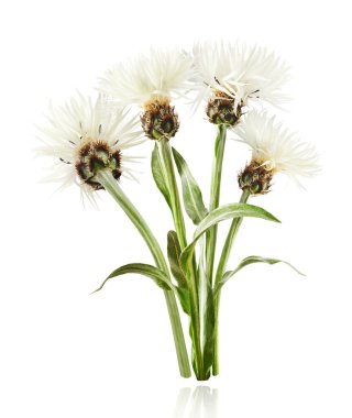 Taze çiçek açan güzel beyaz çiçekler beyaz arka planda izole bir şekilde havaya düşüyor. Sıfır yerçekimi veya yükselme ilkbahar çiçekleri konsepti, yüksek çözünürlüklü görüntü