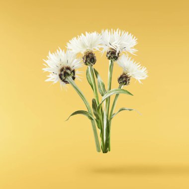 Taze çiçek açan güzel beyaz çiçekler sarı arka planda izole bir şekilde havaya düşüyor. Sıfır yerçekimi veya yükselme ilkbahar çiçekleri konsepti, yüksek çözünürlüklü görüntü