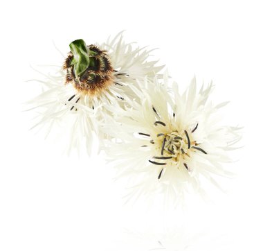 Taze çiçek açan güzel beyaz çiçekler beyaz arka planda izole bir şekilde havaya düşüyor. Sıfır yerçekimi veya yükselme ilkbahar çiçekleri konsepti, yüksek çözünürlüklü görüntü