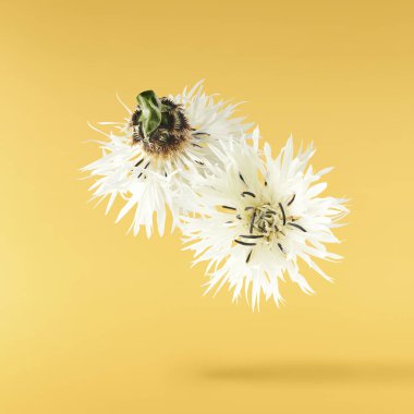 Taze çiçek açan güzel beyaz çiçekler sarı arka planda izole bir şekilde havaya düşüyor. Sıfır yerçekimi veya yükselme ilkbahar çiçekleri konsepti, yüksek çözünürlüklü görüntü