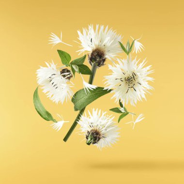 Taze çiçek açan güzel beyaz çiçekler sarı arka planda izole bir şekilde havaya düşüyor. Sıfır yerçekimi veya yükselme ilkbahar çiçekleri konsepti, yüksek çözünürlüklü görüntü