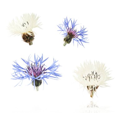 Taze çiçek açan güzel beyaz ve mavi çiçekler beyaz arka planda izole bir şekilde havaya düşüyor. Sıfır yerçekimi veya yükselme ilkbahar çiçekleri konsepti, yüksek çözünürlüklü görüntü