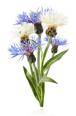 Taze çiçek açan güzel beyaz ve mavi çiçekler beyaz arka planda izole bir şekilde havaya düşüyor. Sıfır yerçekimi veya yükselme ilkbahar çiçekleri konsepti, yüksek çözünürlüklü görüntü