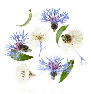 Taze çiçek açan güzel beyaz ve mavi çiçekler beyaz arka planda izole bir şekilde havaya düşüyor. Sıfır yerçekimi veya yükselme ilkbahar çiçekleri konsepti, yüksek çözünürlüklü görüntü