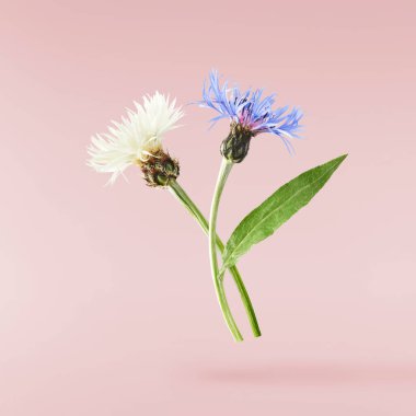 Taze çiçek açan güzel beyaz çiçekler pembe arka planda izole bir şekilde havaya düşüyor. Sıfır yerçekimi veya yükselme ilkbahar çiçekleri konsepti, yüksek çözünürlüklü görüntü