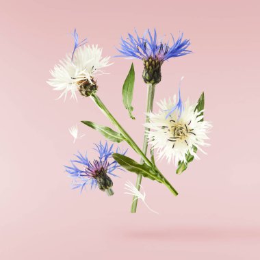 Taze çiçek açan güzel beyaz çiçekler pembe arka planda izole bir şekilde havaya düşüyor. Sıfır yerçekimi veya yükselme ilkbahar çiçekleri konsepti, yüksek çözünürlüklü görüntü