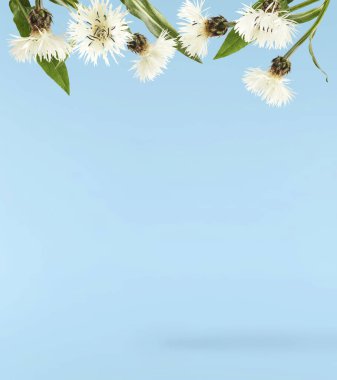 Taze çiçek açan güzel beyaz çiçekler mavi arka planda izole bir şekilde havaya düşüyor. Sıfır yerçekimi veya yükselme ilkbahar çiçekleri konsepti, yüksek çözünürlüklü görüntü