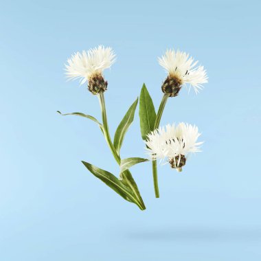 Taze çiçek açan güzel beyaz çiçekler mavi arka planda izole bir şekilde havaya düşüyor. Sıfır yerçekimi veya yükselme ilkbahar çiçekleri konsepti, yüksek çözünürlüklü görüntü