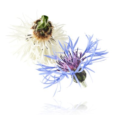 Taze çiçek açan güzel beyaz ve mavi çiçekler beyaz arka planda izole bir şekilde havaya düşüyor. Sıfır yerçekimi veya yükselme ilkbahar çiçekleri konsepti, yüksek çözünürlüklü görüntü