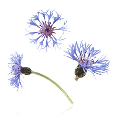 Taze çiçek, güzel mavi çiçekler, beyaz arka planda izole bir şekilde havaya düşüyor. Sıfır yerçekimi veya yükselme ilkbahar çiçekleri konsepti, yüksek çözünürlüklü görüntü