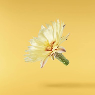 Taze kaktüs çiçeği güzel sarı çiçekler sarı arka planda izole bir şekilde havaya düşer. Sıfır yerçekimi veya yükselme ilkbahar çiçekleri konsepti, yüksek çözünürlüklü görüntü