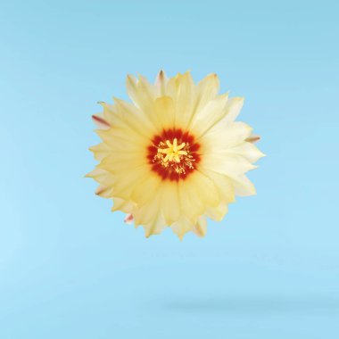 Taze kaktüs çiçeği güzel sarı çiçekler mavi arka planda izole bir şekilde havaya düşüyor. Sıfır yerçekimi veya yükselme ilkbahar çiçekleri konsepti, yüksek çözünürlüklü görüntü