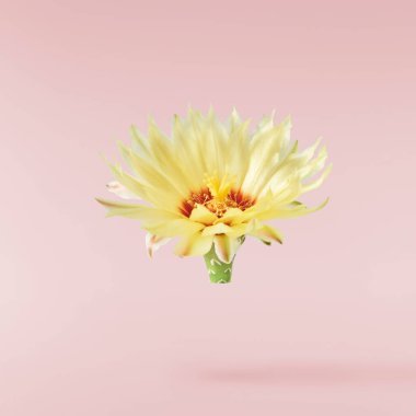 Taze kaktüs çiçeği güzel sarı çiçekler pembe arka planda izole bir şekilde havaya düşüyor. Sıfır yerçekimi veya yükselme ilkbahar çiçekleri konsepti, yüksek çözünürlüklü görüntü