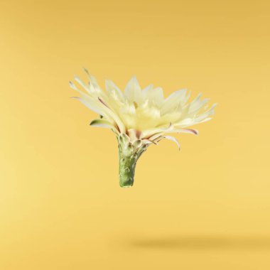 Taze kaktüs çiçeği güzel sarı çiçekler sarı arka planda izole bir şekilde havaya düşer. Sıfır yerçekimi veya yükselme ilkbahar çiçekleri konsepti, yüksek çözünürlüklü görüntü