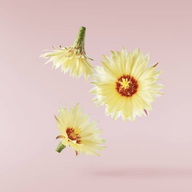 Taze kaktüs çiçeği güzel sarı çiçekler pembe arka planda izole bir şekilde havaya düşüyor. Sıfır yerçekimi veya yükselme ilkbahar çiçekleri konsepti, yüksek çözünürlüklü görüntü