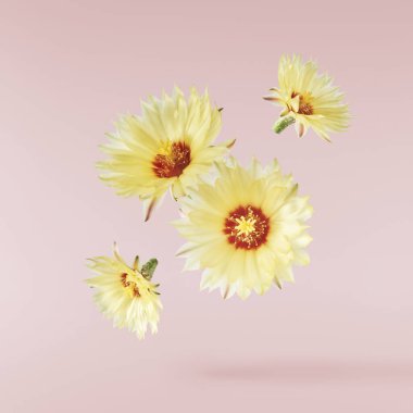 Taze kaktüs çiçeği güzel sarı çiçekler pembe arka planda izole bir şekilde havaya düşüyor. Sıfır yerçekimi veya yükselme ilkbahar çiçekleri konsepti, yüksek çözünürlüklü görüntü