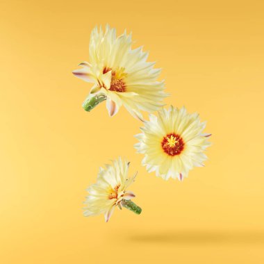 Taze kaktüs çiçeği güzel sarı çiçekler sarı arka planda izole bir şekilde havaya düşer. Sıfır yerçekimi veya yükselme ilkbahar çiçekleri konsepti, yüksek çözünürlüklü görüntü