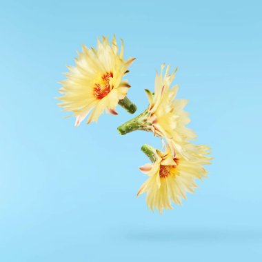 Taze kaktüs çiçeği güzel sarı çiçekler mavi arka planda izole bir şekilde havaya düşüyor. Sıfır yerçekimi veya yükselme ilkbahar çiçekleri konsepti, yüksek çözünürlüklü görüntü