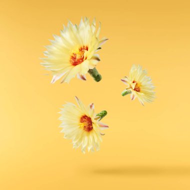 Taze kaktüs çiçeği güzel sarı çiçekler sarı arka planda izole bir şekilde havaya düşer. Sıfır yerçekimi veya yükselme ilkbahar çiçekleri konsepti, yüksek çözünürlüklü görüntü