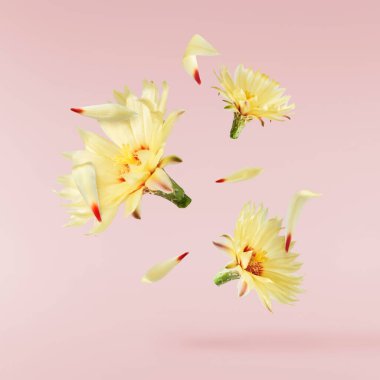 Taze kaktüs çiçeği güzel sarı çiçekler pembe arka planda izole bir şekilde havaya düşüyor. Sıfır yerçekimi veya yükselme ilkbahar çiçekleri konsepti, yüksek çözünürlüklü görüntü