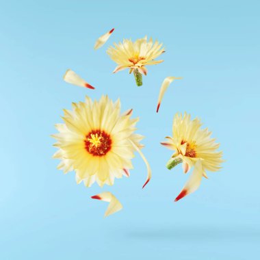 Taze kaktüs çiçeği güzel sarı çiçekler mavi arka planda izole bir şekilde havaya düşüyor. Sıfır yerçekimi veya yükselme ilkbahar çiçekleri konsepti, yüksek çözünürlüklü görüntü