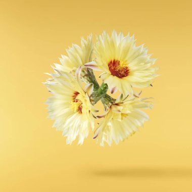 Taze kaktüs çiçeği güzel sarı çiçekler sarı arka planda izole bir şekilde havaya düşer. Sıfır yerçekimi veya yükselme ilkbahar çiçekleri konsepti, yüksek çözünürlüklü görüntü