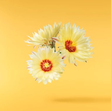 Taze kaktüs çiçeği güzel sarı çiçekler sarı arka planda izole bir şekilde havaya düşer. Sıfır yerçekimi veya yükselme ilkbahar çiçekleri konsepti, yüksek çözünürlüklü görüntü