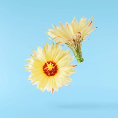 Taze kaktüs çiçeği güzel sarı çiçekler mavi arka planda izole bir şekilde havaya düşüyor. Sıfır yerçekimi veya yükselme ilkbahar çiçekleri konsepti, yüksek çözünürlüklü görüntü