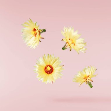 Havada uçuşan lezzetli çikolatalar. Yüksek çözünürlüklü yükselme