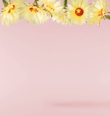 Taze kaktüs çiçeği güzel sarı çiçekler pembe arka planda izole bir şekilde havaya düşüyor. Sıfır yerçekimi veya yükselme ilkbahar çiçekleri konsepti, yüksek çözünürlüklü görüntü