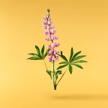 Güzel pembe Lupine çiçekleri sarı arka planda izole edilmiş aor 'a düşer. Yaratıcı sıfır yerçekimi veya havalanma kavramı