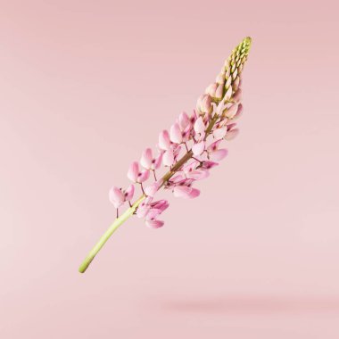 Pembe arka planda izole edilmiş güzel pembe Lupine çiçekleri gökyüzüne düşüyor. Yaratıcı sıfır yerçekimi veya havalanma kavramı