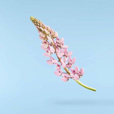 Güzel pembe Lupine çiçekleri mavi arka planda izole bir şekilde havaya düşüyor. Yaratıcı sıfır yerçekimi veya havalanma kavramı