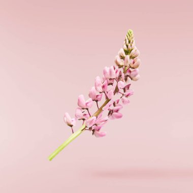 Pembe arka planda izole edilmiş güzel pembe Lupine çiçekleri gökyüzüne düşüyor. Yaratıcı sıfır yerçekimi veya havalanma kavramı