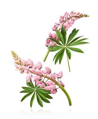 Havaya düşen güzel pembe Lupine çiçekleri beyaz arka plana izole edilmiş. Yaratıcı sıfır yerçekimi veya havalanma kavramı