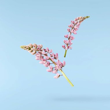 Güzel pembe Lupine çiçekleri mavi arka planda izole bir şekilde havaya düşüyor. Yaratıcı sıfır yerçekimi veya havalanma kavramı