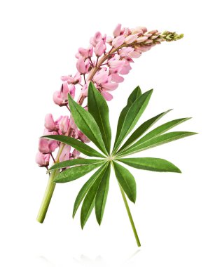 Havaya düşen güzel pembe Lupine çiçekleri beyaz arka plana izole edilmiş. Yaratıcı sıfır yerçekimi veya havalanma kavramı