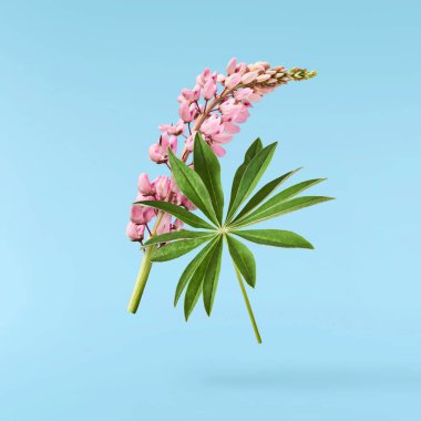 Güzel pembe Lupine çiçekleri mavi arka planda izole bir şekilde havaya düşüyor. Yaratıcı sıfır yerçekimi veya havalanma kavramı