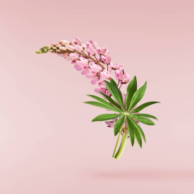 Pembe arka planda izole edilmiş güzel pembe Lupine çiçekleri gökyüzüne düşüyor. Yaratıcı sıfır yerçekimi veya havalanma kavramı