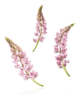 Havaya düşen güzel pembe Lupine çiçekleri beyaz arka plana izole edilmiş. Yaratıcı sıfır yerçekimi veya havalanma kavramı