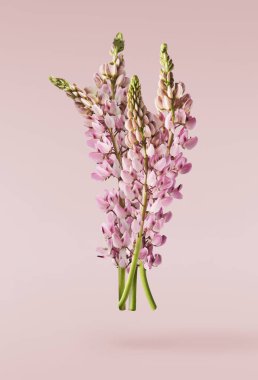 Pembe arka planda izole edilmiş güzel pembe Lupine çiçekleri gökyüzüne düşüyor. Yaratıcı sıfır yerçekimi veya havalanma kavramı