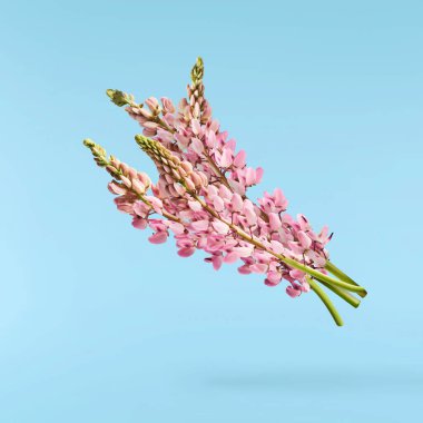 Güzel pembe Lupine çiçekleri mavi arka planda izole bir şekilde havaya düşüyor. Yaratıcı sıfır yerçekimi veya havalanma kavramı