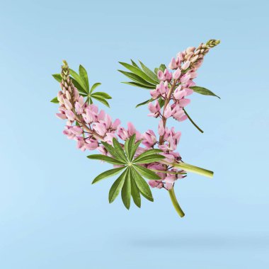 Güzel pembe Lupine çiçekleri mavi arka planda izole bir şekilde havaya düşüyor. Yaratıcı sıfır yerçekimi veya havalanma kavramı