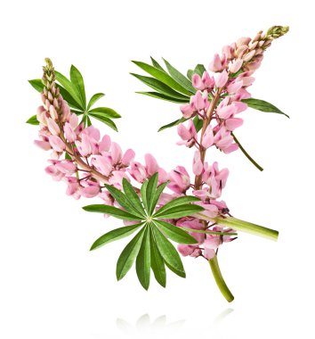 Havaya düşen güzel pembe Lupine çiçekleri beyaz arka plana izole edilmiş. Yaratıcı sıfır yerçekimi veya havalanma kavramı