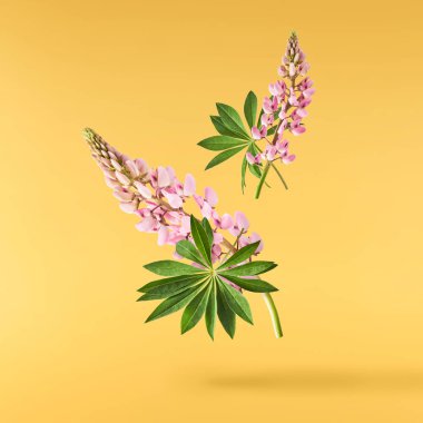 Güzel pembe Lupine çiçekleri sarı arka planda izole edilmiş aor 'a düşer. Yaratıcı sıfır yerçekimi veya havalanma kavramı
