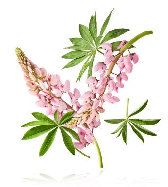 Havaya düşen güzel pembe Lupine çiçekleri beyaz arka plana izole edilmiş. Yaratıcı sıfır yerçekimi veya havalanma kavramı
