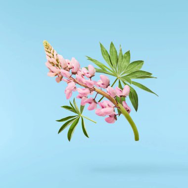 Güzel pembe Lupine çiçekleri mavi arka planda izole bir şekilde havaya düşüyor. Yaratıcı sıfır yerçekimi veya havalanma kavramı