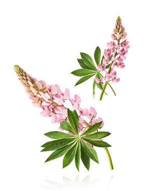Havaya düşen güzel pembe Lupine çiçekleri beyaz arka plana izole edilmiş. Yaratıcı sıfır yerçekimi veya havalanma kavramı