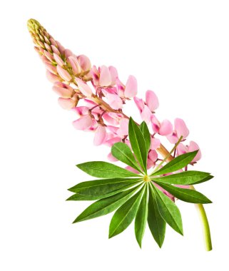 Havaya düşen güzel pembe Lupine çiçekleri beyaz arka plana izole edilmiş. Yaratıcı sıfır yerçekimi veya havalanma kavramı